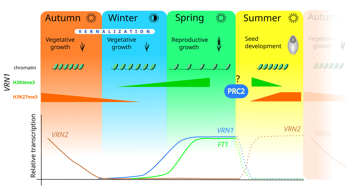 New publication: Contemplation on wheat vernalization