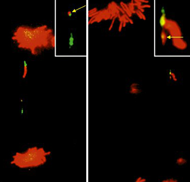 New publication: Misdivision of telocentrics and isochromosomes in wheat