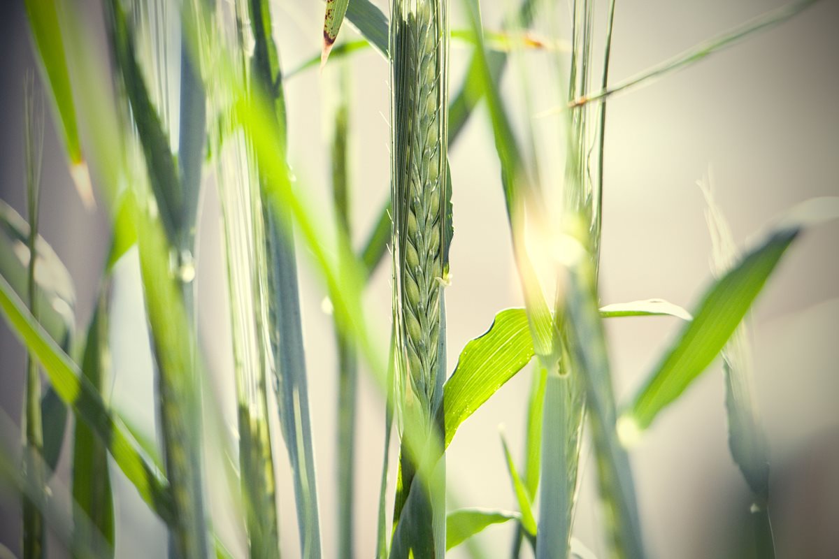 Český rozhlas: Jak omezit herbicidy? Plevel pomůžou najít satelity nebo drony