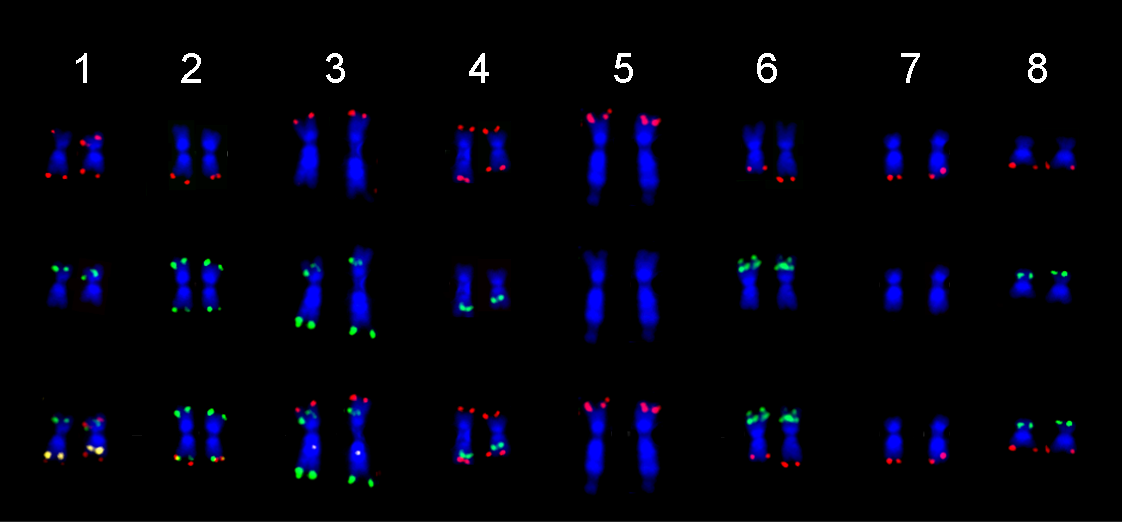 New publication: Karyotype differentiation in cultivated chickpea revealed by oligopainting fluorescence in situ hybridization