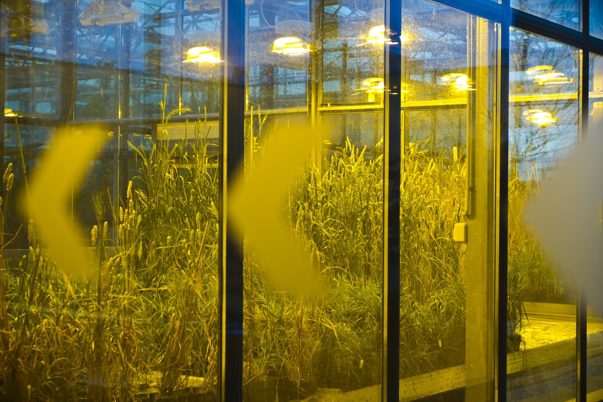 Vedení CRH žádá politiky o změnu legislativy u geneticky upravených rostlin
