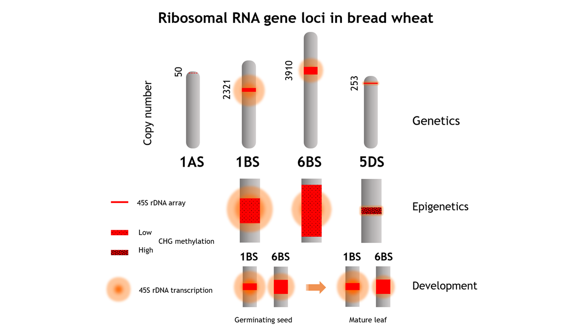 New publication: Fine structure and transcription dynamics of bread wheat ribosomal DNA loci deciphered by a multi-omics approach