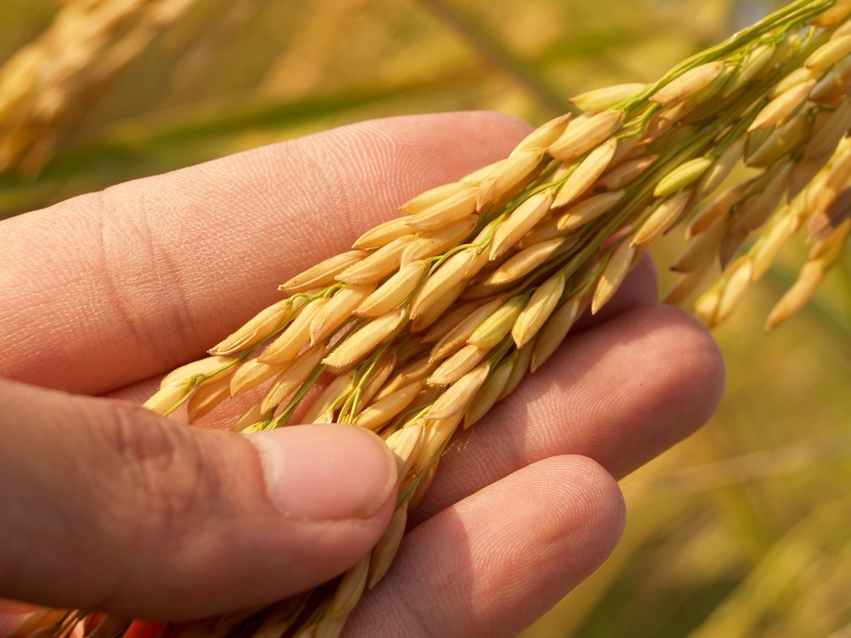 Filipíny schválily pěstování geneticky upravené zlaté rýže. K tomuto tématu se ve vysílání ČT 24 vyjádřil Aleš Pečinka