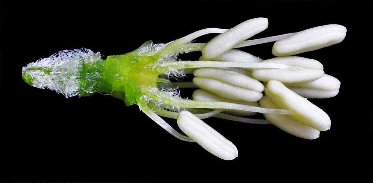 Rostlinní biologové podrobně popsali evoluci samčího pohlavního chromozomu