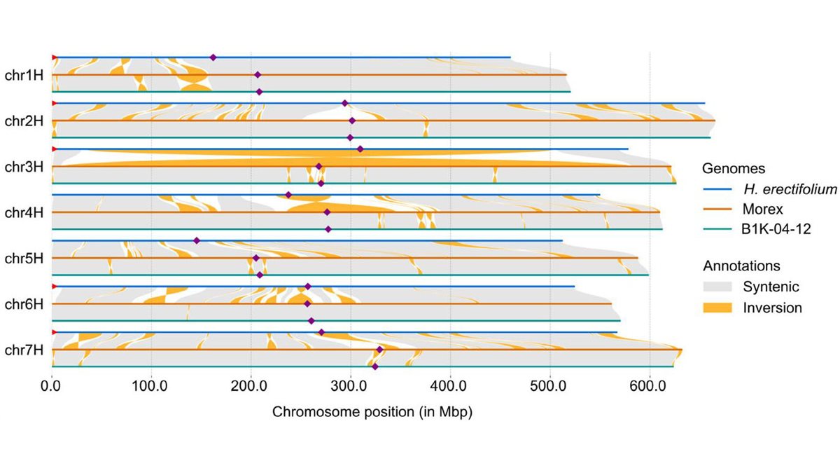 New publication: A chromosome-scale genome assembly of Hordeum erectifolium: genomic, transcriptomic and anatomical adaptations to drought in a wild barley relative